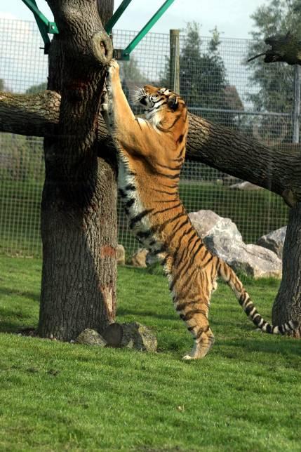 Amur tiger Scientific name: Habitat: Distibution: Panthera tigris altaica Various terrestrial habitats North Korea, North East China, and Eastern Russia Status in the wild: Endangered Diet: Life
