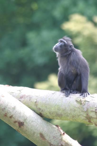 Sulawesi black crested macaque Scientific name: Habitat: Distibution: Macaca nigra Tropical mangrove forest Only found on the Indonesian island of Sulawesi Status in the wild: Critically endangered