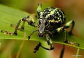 Rainforest Beetles. We beetles live in every rainforest in the world. There are millions of different kinds of us.