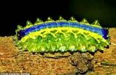 Caterpillar. You can find bright coloured caterpillars like me in every rainforest in the world. My bright colours make other animals think that I am poisonous. I will turn into a butterfly or moth.