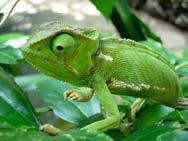Chameleon I live in the. African rainforest but there are also chameleons in the desert. I have lots of different relatives.i eat insects.