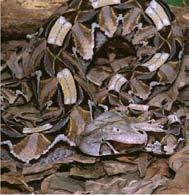 I am endangered because the forest is being destroyed Rainforest Inhabitants - Character Cards Set A Gaboon Viper I am a very