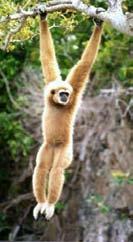 Gibbon I live in the canopy of the rainforest in India, Indonesia, China and Borneo.I have hook shaped hands and long arms. I can swing from branch to branch at up to 50 kilometres per hour.