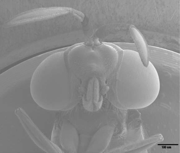 Ventral one pair ventrolateral and three pairs of ventral setae appears. The segments 1 to 7 are characterized by both sides spiracles.