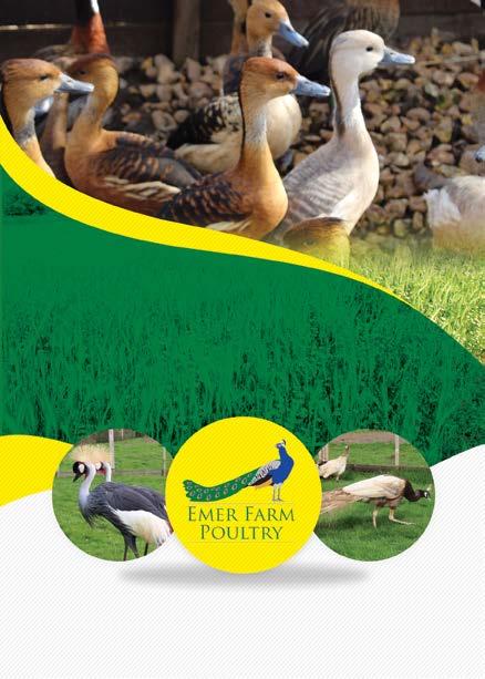 New Forest Agricultural Show Society POULTRY SCHEDULE TUESDAY 25TH JULY 2017 ENTER ON-LINE AT www.newforestshow.co.uk The UK s leading supplier of domestic and ornamental livestock.