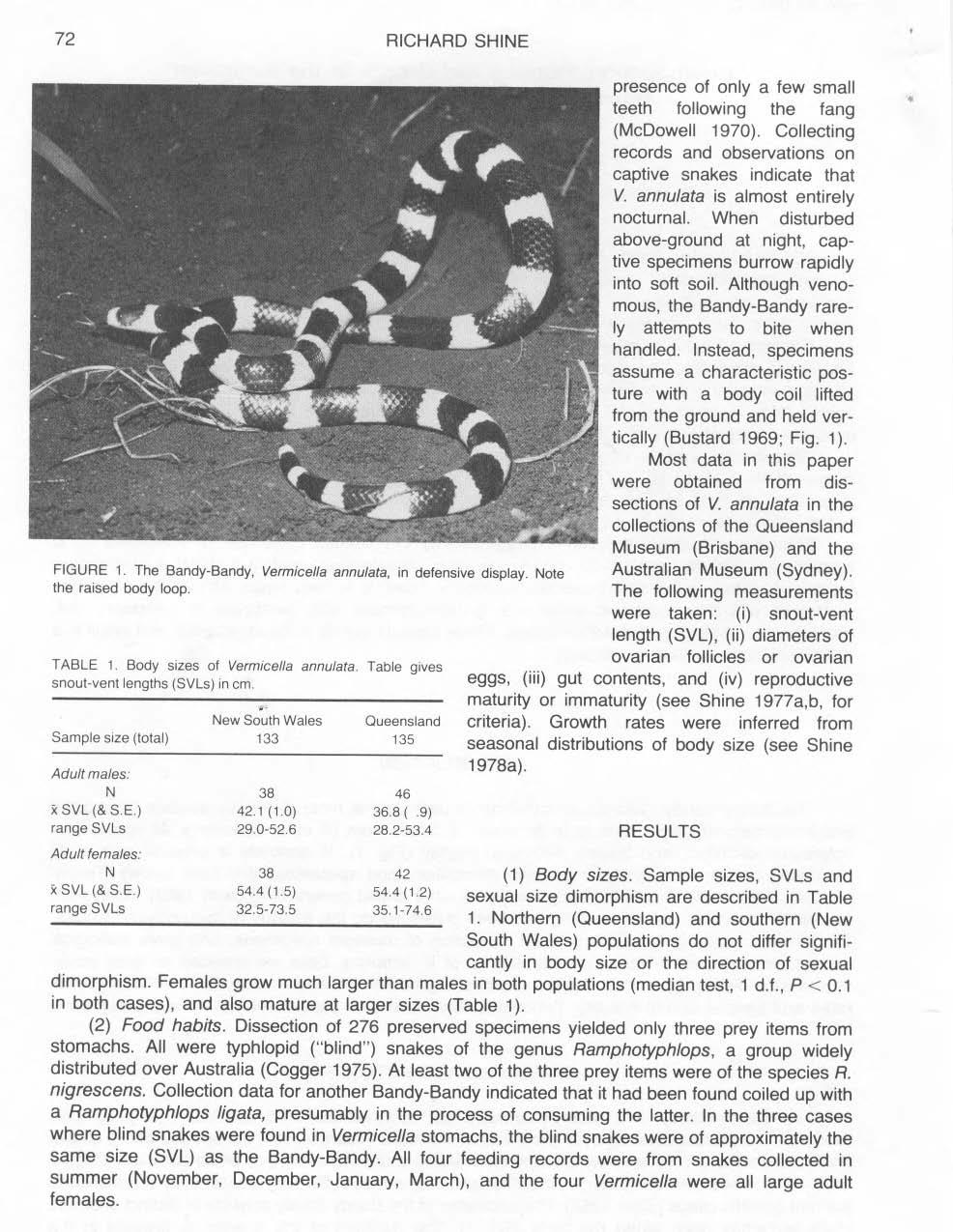 72 RICHARD SHINE FIGURE 1 The Bandy-Bandy, Vermicella annulata, in defensive display Note the raised body loop TABLE 1 Body sizes of Vermicella annulata Table gives snout-vent lengths (SVLs) in cm