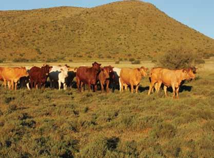 The Tuli produce good beef animals wherever they are found.