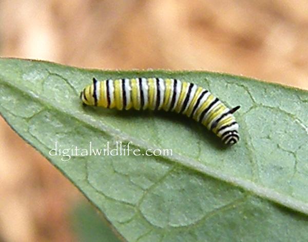 THIRD INSTAR 10-14 mm Time 1-3 days Color black and yellow bands.