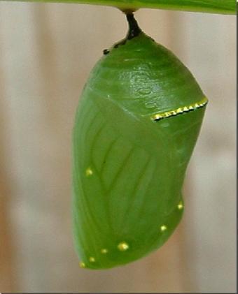 Pupa also known as the Chrysalis Monarchs usually do not pupate on milkweed usually wonder up several meters to find a spot