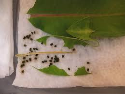 You can clean the frass by simple taking out the leaves and larva from the
