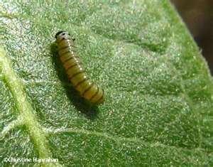 FIRST INSTAR LARVA Newly-hatched monarch larva is pale green, grayish Shiny and almost translucent No stripes 2-6 mm Time 1-3 days When the