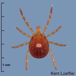 called orders. The Acari is a name for one of these orders. All mites and ticks belong to this order. Ticks comprise two main groups: hard ticks (family Ixodidae) and soft ticks (family Argasidae).