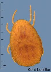 Argas persicus, a soft tick. The scale along the left side is in millimeter increments. Tick mouthparts are located on the capitulum (or head) and can be easily seen from a dorsal view (top of back).