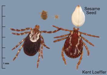 Tick Species in New York State New York State has several species of ticks.