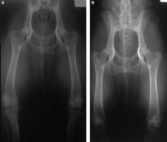 502 VERHOEVEN ET AL. 2010 Fig. 3. Radiographs of dog 1. (A) Was rejected after technical quality assessment because of nonparallelism of femurs while (B) was accepted.