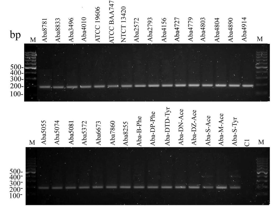 Slika 5.3. Detekcija bap gena kod A.