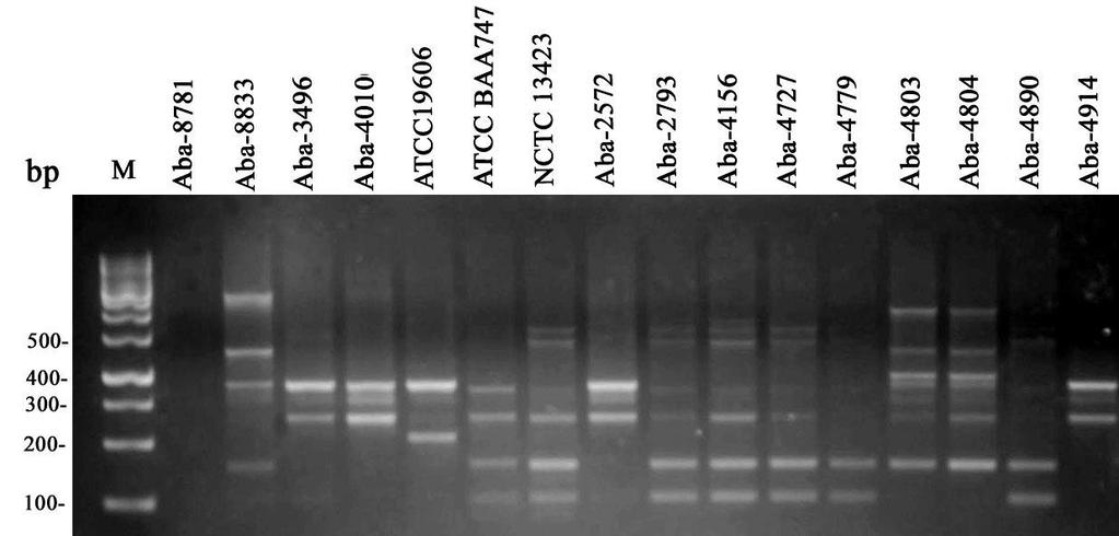5.1.4.2. REZULTATI RAPD-PCR ANALIZE Za analizu genetske varijabilnosti, odnosno bliskosti ili udaljenosti između sojeva iz kolekcije kultura A.