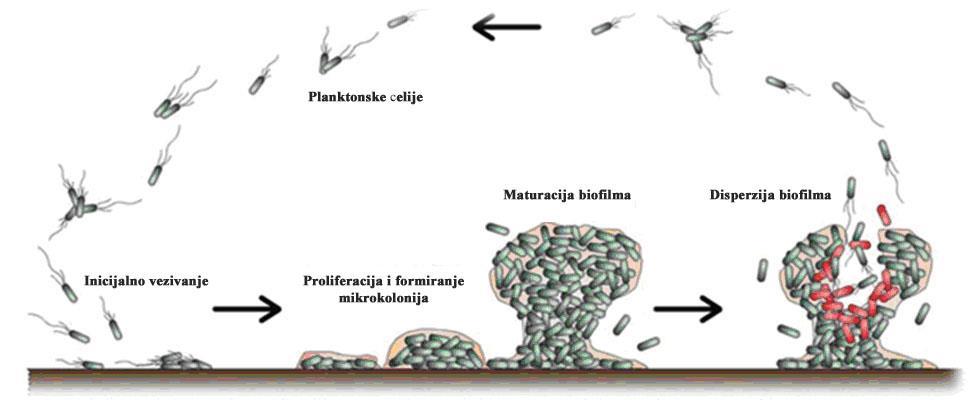 biofilma i tako dodatno obezbeđuju fenotipsku rezistenciju na konvencionalne antibiotike.