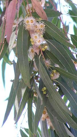 Slika 2.4. Myrtus communis (http://www.plantoftheweek.org/image/myrtus.jpg) Slika 2.5. Eucalyptus camaldulensis (http://www.floradecanarias.com/imagenes/eucalyptus _camaldulensis2.