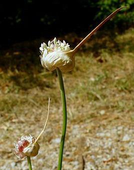 Allium cepa (https://www.rightplants4me.co.