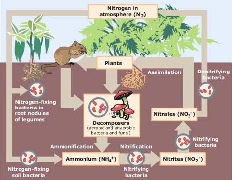 Soil Biologists Use Models Nutrient cycling Decomposition Carbon