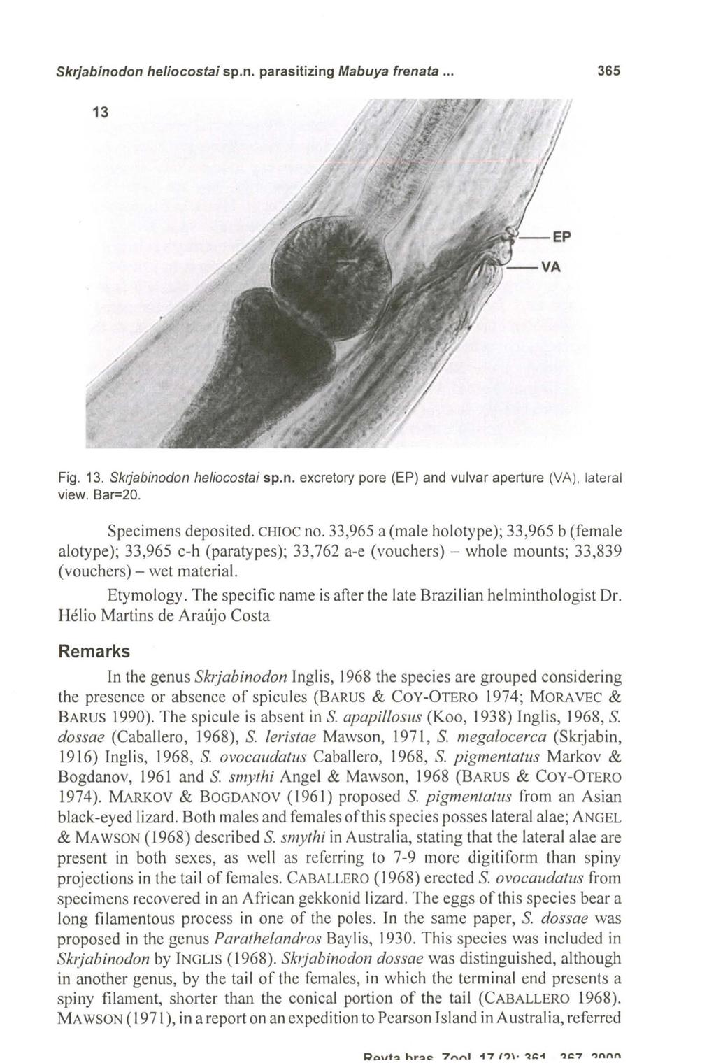 Skrjabinodon heliocostai sp.n. parasitizing Mabuya frenata... 365 Fig. 13. Skrjabinodon heliocostai sp.n. excretory pore (EP) and vulvar aperture (VA), lateral view. Bar=20. Specimens deposited.