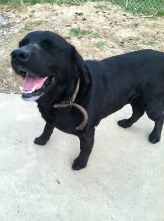 ! 3302575289 Wooster, Ohio 3yr old lab male (not fixed), very friendly/loving, outside dog. he is good around other dogs, horses and cattle. he showed up at our landlords about 2 weeks ago.