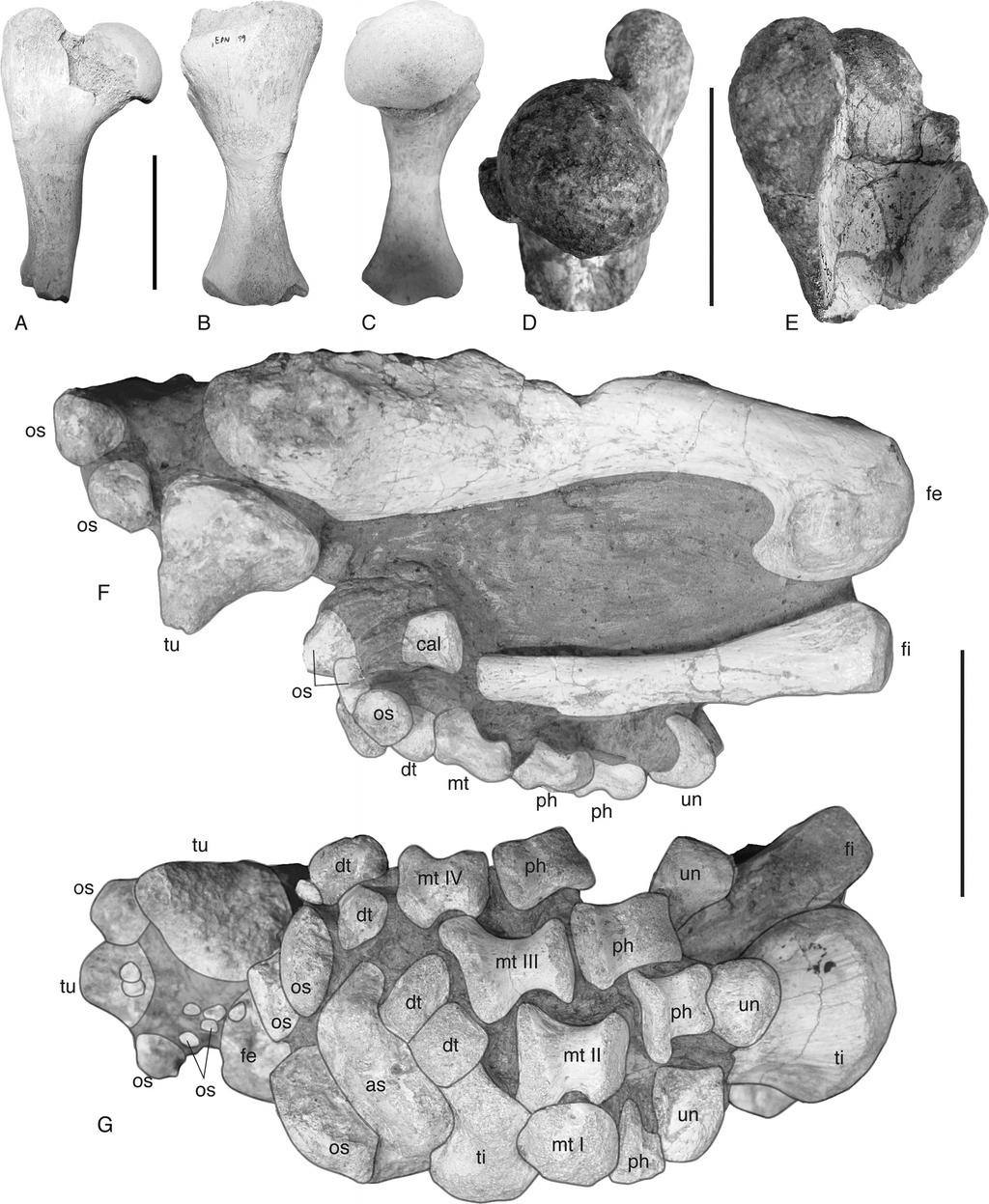 572 JOURNAL OF VERTEBRATE PALEONTOLOGY, VOL. 34, NO. 3, 2014 FIGURE 7. Cheirogaster bacharidisi, sp. nov., additional referred material, Pliocene. A C, EPN (additional material).