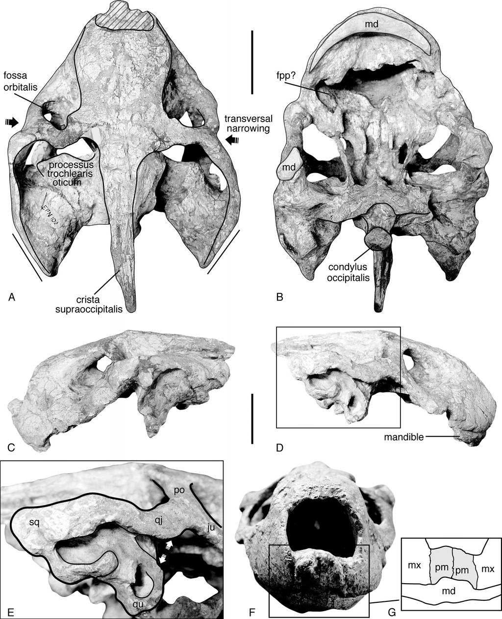 JOURNAL OF VERTEBRATE PALEONTOLOGY, VOL. 34, NO. 3, 2014 564 FIGURE 3. Cheirogaster bacharidisi, sp. nov., EPN I, holotype, Pliocene.