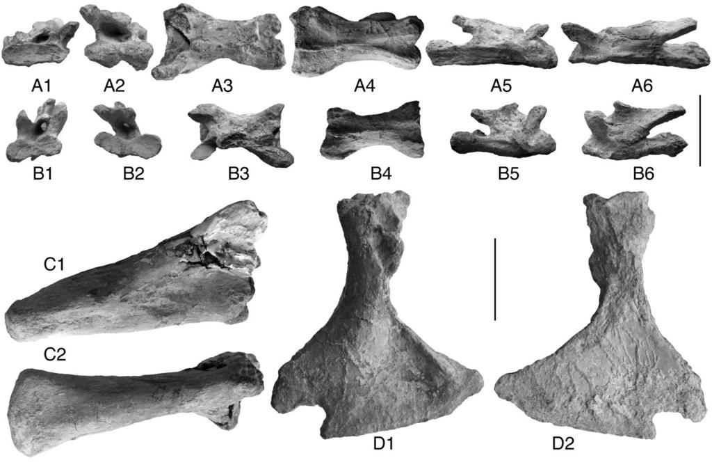 A GENUS FOR THE EUROPEAN LARGE TORTOISES 677 100 cm. The morphology of the rim of the anterior lobe is not known.