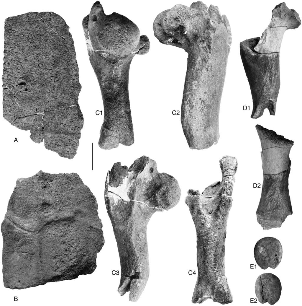680 A. PÉREZ-GARCÍA AND E. VLACHOS Figure 16. Recovered postcranial elements of Titanochelon bolivari from the MN7/8 zone (late Aragonian, middle Miocene) of Cerro del Otero (Palencia, Spain).