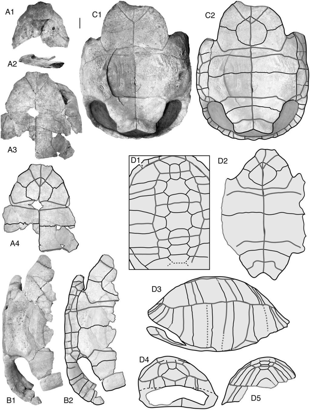 A GENUS FOR THE EUROPEAN LARGE TORTOISES 687 Figure 21. Additional material of Titanochelon bolivari from the MN9 zone (early Vallesian, late Miocene) of Arévalo (Ávila, Spain).