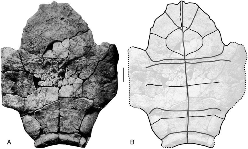 A GENUS FOR THE EUROPEAN LARGE TORTOISES 689 Figure 22. Ventral view (A, B) of the lost plastron of Titanochelon bolivari identified by Bergounioux (1938) as the holotype of Cheirogaster richardi.