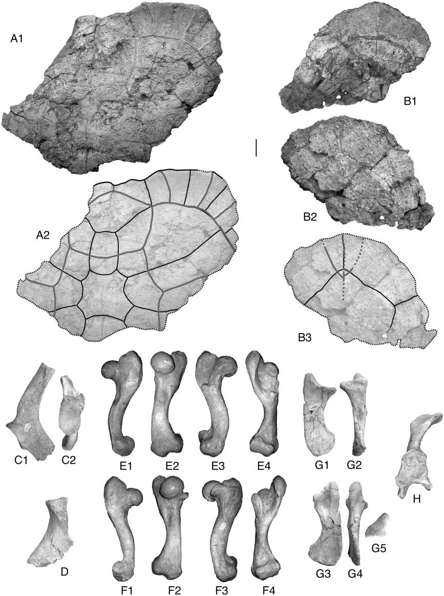 696 A. PÉREZ-GARCÍA AND E. VLACHOS Figure 26. Specimen of Titanochelon bolivari found in 1969 in the MN6 zone (late Aragonian, middle Miocene) of Coca (Segovia, Spain).