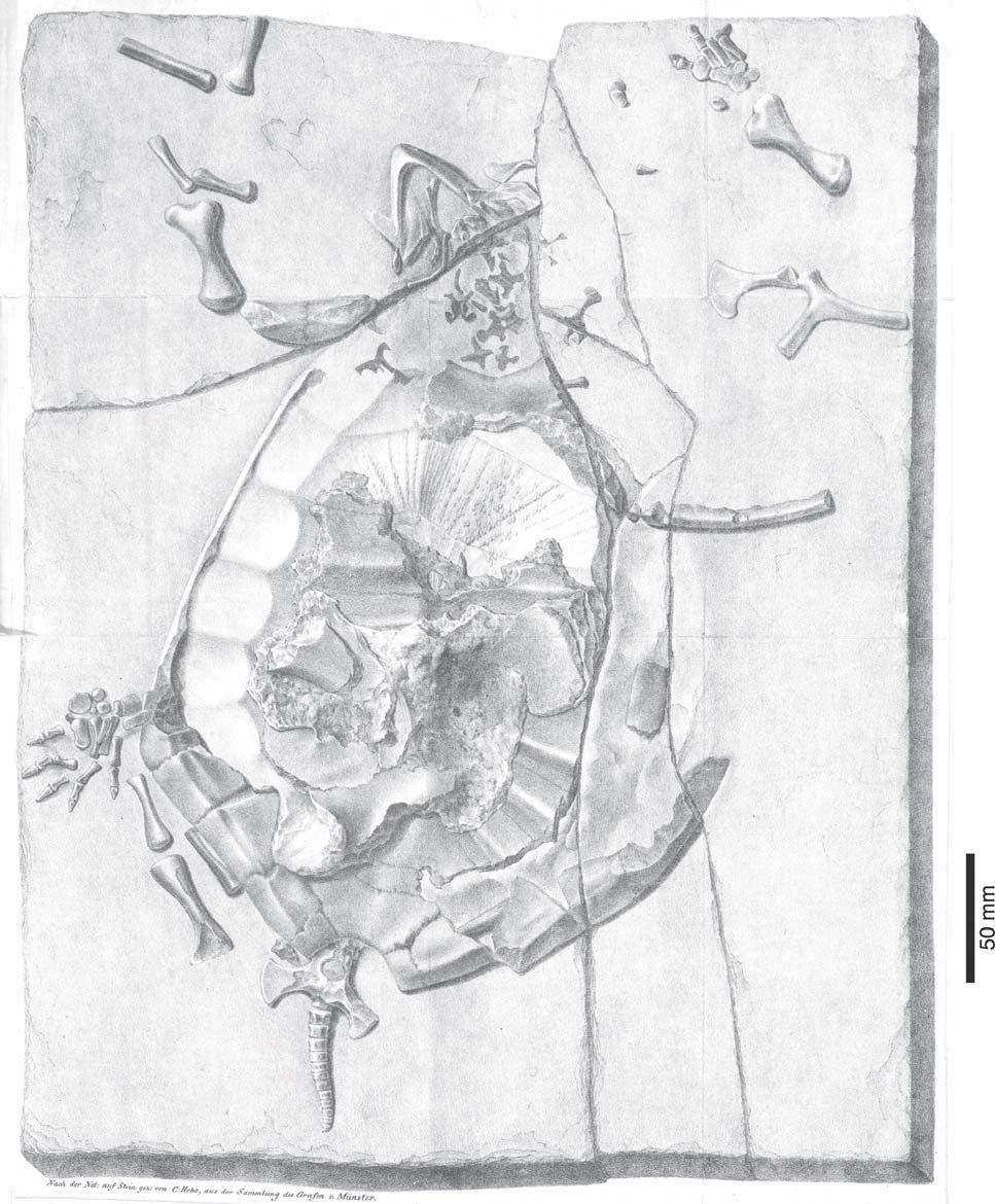 FIGURE 1. Photograph of the illustration of the lost holotype of Eurysternum wagleri, Late Jurassic of Solnhofen, Germany.
