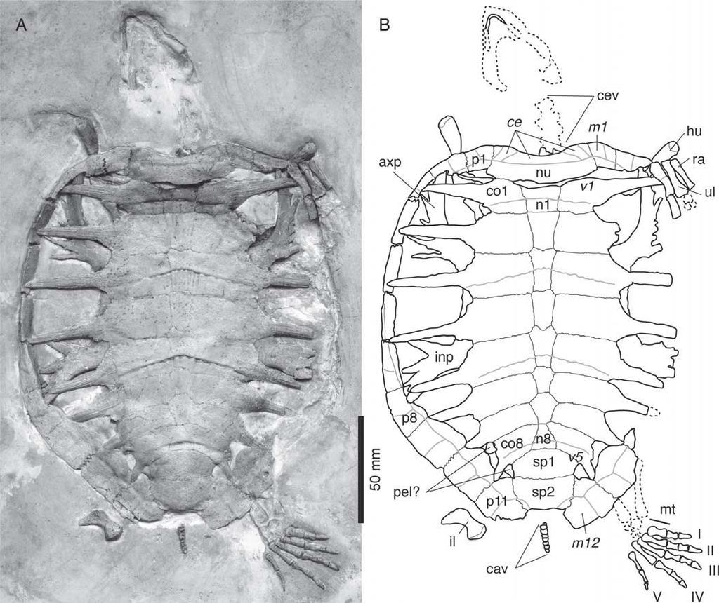 FIGURE 2. BSPG AS I 921, Eurysternum wagleri, Late Jurassic of Denkendorf/Zandt, Germany. A, photograph of specimen; B, interpretative line drawing.