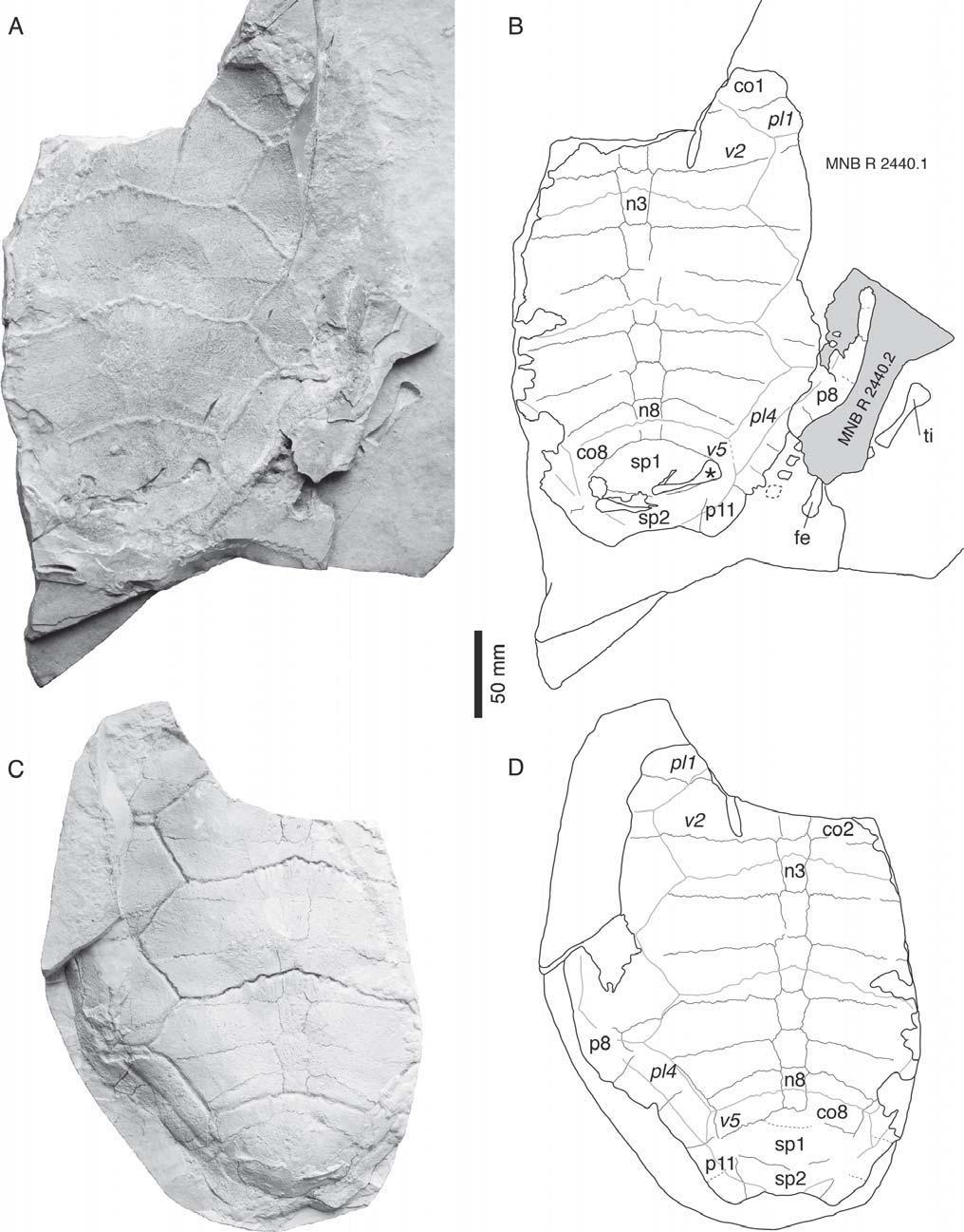 FIGURE 5. MNB R 2440 (lectotype of Acichelys redenbacheri), Eurysternum wagleri, Late Jurassic of Solnhofen, Germany. A, photograph of specimens MNB R 2440.1 and MNB R 2440.