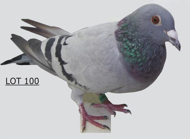 629 mpm Sire: SA TRPF 16746-01 Reliable stock on Club & Federation Level from the old Janssens Dam: SATRPF 234-99 Reliable stock on Club & Federation Level from the old Janssens Good Pigeons make you