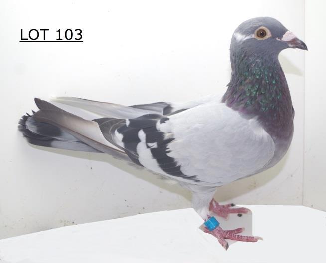 Spritzy is 8 xs in this pedigree key Spritzy pigeons such as J&B, Brahman & Julie (Dght of the Christiaens Cock & Spritzy ).