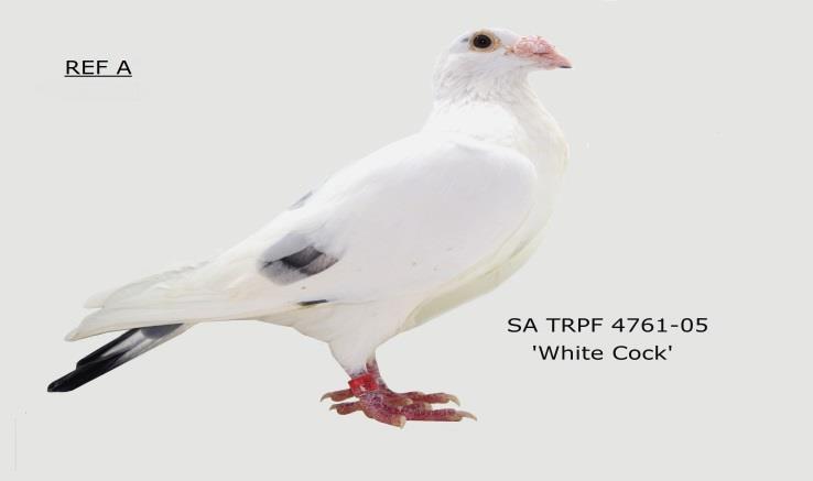 REF A SA TRPF 4761-05 White Cock Inbred Spritzy Foundation Cock: Corrie Naude/ C Carlson Jnr.