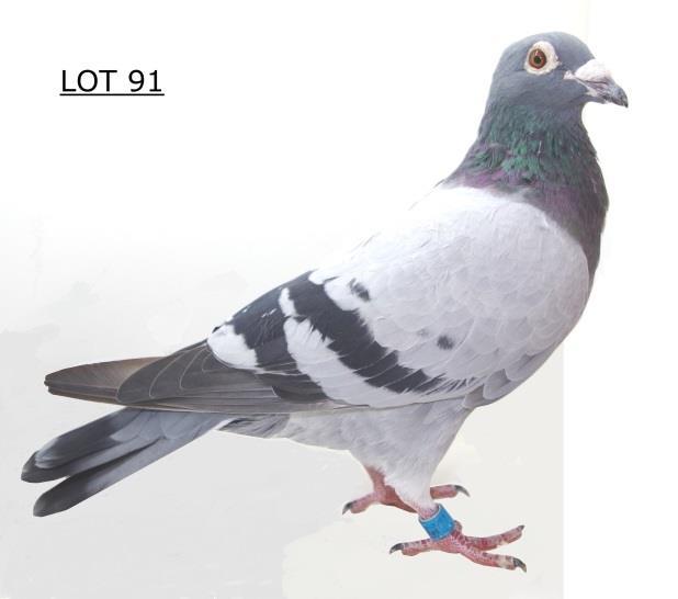 All the Spritzy foundation pigeons/ In this reference is a 5x 1 st for S Peterson and a 7x1st for Brian Marshall Dam: SA TRPF 2207-02 Blondie (Extra-ordinary quality pigeon) Scored 3x1 st Club 1 st,