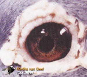 Porumbelul favorit a lui Marjin Van Geel a lui a fost intotdeauna 'Dolle', 1968