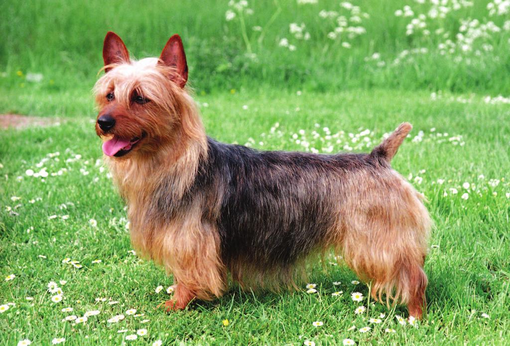 Dogs down under The Australian breeds The rugged-looking Australian Terrier is a sturdy, low-set dog rather long in proportion to height. The coat is harsh and straight, with a short, soft undercoat.