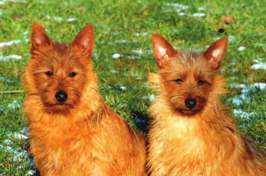 The Australian National Kennel Club and CKC standards are nearly identical, with the following exceptions: The Australian Terrier standard Included in the ANKC standard but not in the CKC are the