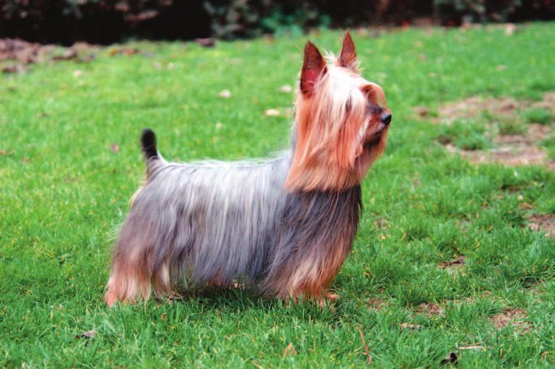 The Silky Terrier is moderately low set, of medium length and has a refined appearance. The ears are entirely free from long hair. timetres high. He believes himself to be a much larger dog.