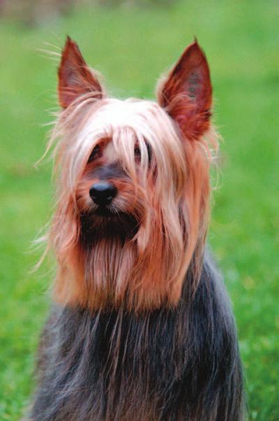 The Silky Terrier A terrier and a Toy The Silky Terrier is classified in the Toy Group, but this little creature is definitely a terrier.