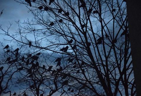 Troubling Species 61 Figure 1: Carrion crows (Corvus corone) at dawn in Munich, Germany. Photograph by author.