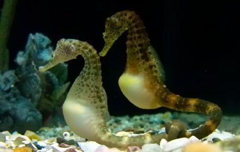 86 RCC Perspectives: Transformations Figure 1: Two pregnant potbelly seahorses at the Tennessee Aquarium, USA. Photograph by Joanne Merriam (CC BY-SA 3.0). and makes them special.