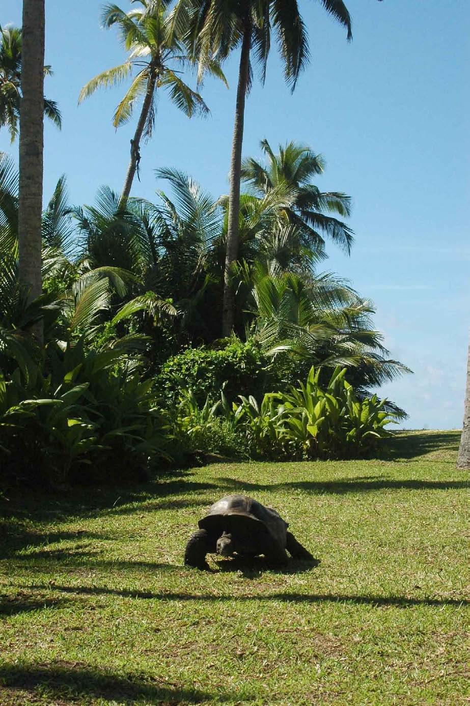 Release of Arnold s giant tortoises Dipsochelys arnoldi on Silhouette island,