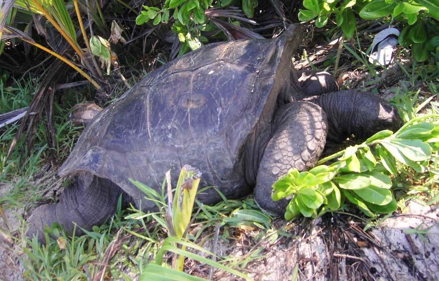 This latter individual (Stan) was the largest tortoise and had been most exposed to the sun on the crossing, he was not observed eating on the day of release and may have been over-heated.
